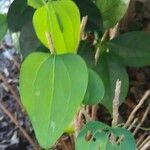 Smilax glauca Ліст