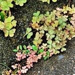 Oxalis corniculata Leaf