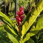 Alpinia purpurata Blüte