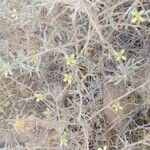 Lactuca orientalis Habitus