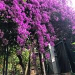 Bougainvillea spectabilisFlower