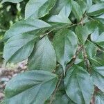 Casearia decandra Hoja