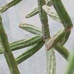 Rhipsalis grandiflora Leaf