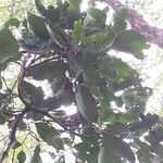 Elaeodendron buchananii Hoja