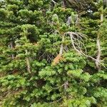 Abies lasiocarpa Likasa