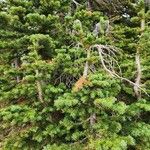 Abies lasiocarpa برگ