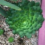 Aeonium tabulaeforme Хабит