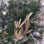 Melaleuca rugulosa 葉