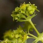 Alchemilla fissa Annet