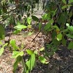 Syncarpia glomulifera Leaf