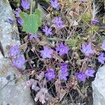 Campanula specularioides Flower