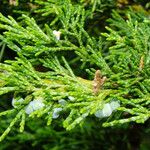 Juniperus sabina Liść