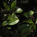 Ocotea splendens Blad