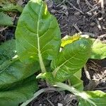 Beta vulgaris 整株植物