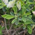 Polygala calcarea Leaf