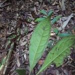 Aniba guianensis Leaf