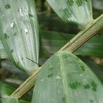 Aiphanes minima Hoja