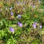 Geranium pratense 花