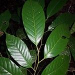 Minquartia guianensis Fuelha