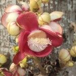 Couroupita guianensis Flor