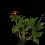 Potentilla argyrophylla Natur