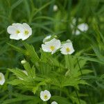 Anemonastrum canadenseBloem