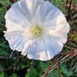 Calystegia silvaticaFlower