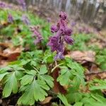 Corydalis cavaBlomst