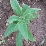 Echium callithyrsum Leaf