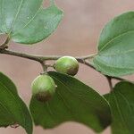 Ziziphus mucronata ഇല