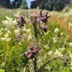 Cirsium palustre Flower