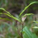 Syzygium aromaticum Leaf