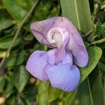 Sigmoidotropis speciosa Flower