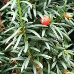 Taxus baccata Hoja