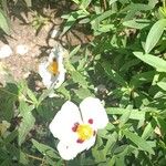 Cistus ladanifer Flower