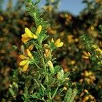 Genista monspessulana Máis