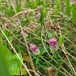 Polygala sanguinea Květ