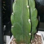 Cereus jamacaru Лист