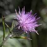 Ptilostemon gnaphaloides Цветок
