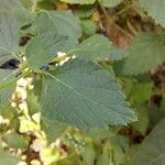 Lantana viburnoides Levél