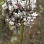 Allium polyanthum Цветок