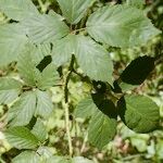 Rubus questieri Övriga