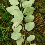 Cotoneaster integerrimus Blad