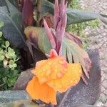 Canna × hybrida RodigasKvět