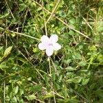 Geranium asphodeloides Кветка