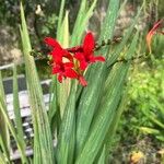 Crocosmia paniculata 花