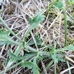 Leucanthemum vulgare Folha