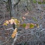 Phyllanthus chamaecerasus Habitus