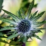 Eryngium alpinum برگ