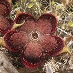 Edithcolea grandis Ostatní